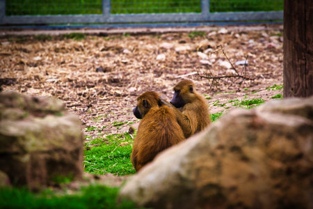 Two baboons sitting on grass in a zoo enclosure, with a fence and dry ground in the background.の写真素材