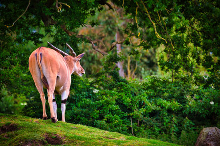 A lone antelope standing on a grassy hill, surrounded by lush green trees and foliage.の写真素材