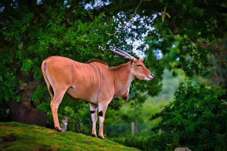 A majestic antelope standing on a grassy hill with lush green trees in the background.の写真素材