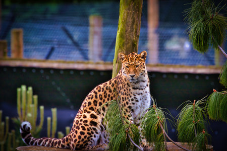 A leopard sitting on a wooden platform surrounded by green foliage in a zoo enclosure.の写真素材