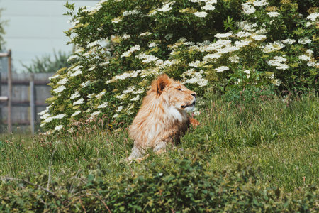 A lion sitting in a grassy area with white flowers and green bushes in the background.
