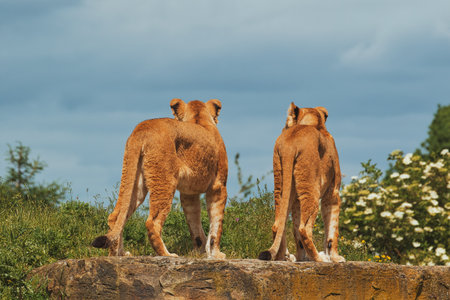 Two lions standing on a rock with their backs facing the camera, looking out over a grassy landscape with trees and bushes in the background.の写真素材