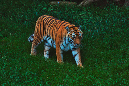 A tiger walking through lush green grass, showcasing its vibrant orange and black striped fur.の写真素材