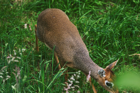 A close-up of a small antelope grazing in a grassy field. The antelope has a brown coat with a slightly rough texture and is surrounded by lush green vegetation.の写真素材
