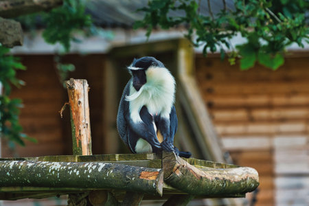 A De Brazza's monkey sitting on a wooden platform in a zoo enclosure, with a blurred background of trees and a wooden structure.の写真素材