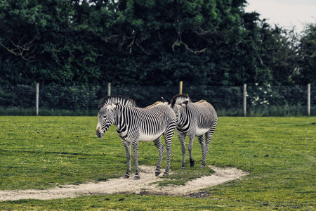 Two zebras walking on a dirt path in a grassy field with trees in the background.の写真素材