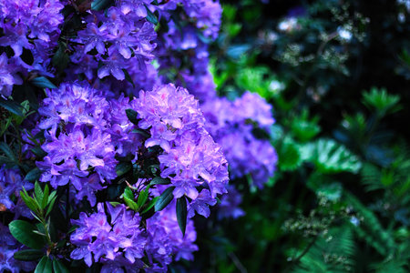 Close-up of vibrant purple rhododendron flowers in full bloom with green foliage in the background.