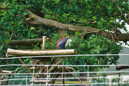 A monkey with a red back sitting on a wooden platform in an outdoor enclosure surrounded by trees.の写真素材