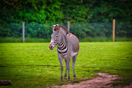A zebra standing on a grassy field with a forest in the background.の写真素材