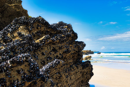 A rocky beach scene featuring a large rock covered in black mussels, with gentle waves lapping at the shore under a bright blue sky. The landscape showcases a serene coastal environment.の写真素材