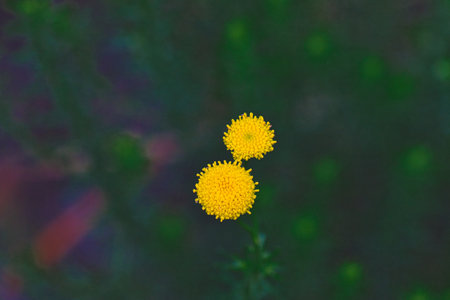 A close-up of two round yellow flowers against a blurred green background. The flowers have a...