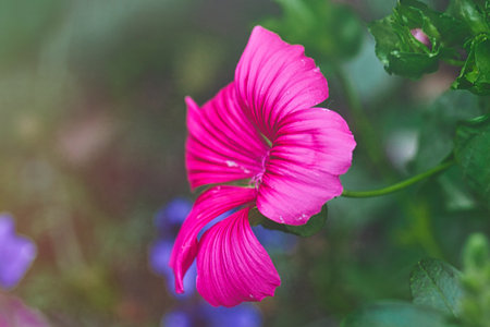 A close-up view of a vibrant pink flower with delicate, wavy petals. The background features green...