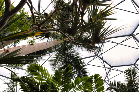 A view from below of a tropical greenhouse, showcasing various palm trees and lush green foliage...