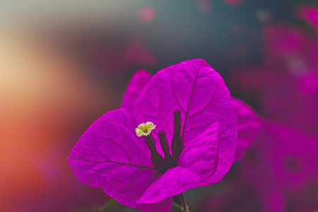 A close-up of a vibrant pink bougainvillea flower with delicate petals and a small white center, set...