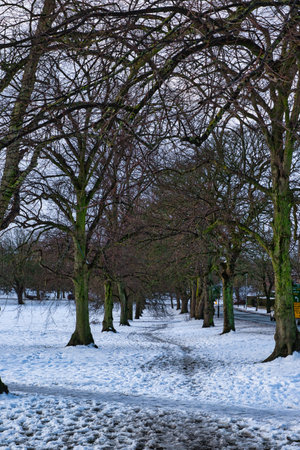 A snow-covered path winds through a line of leafless trees in a park near a road. The trees are bare, and the snow is patchy, with some areas showing bare ground.  The overall color palette is muted browns, grays, and whites in Harrogate, UK.の写真素材