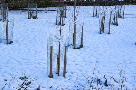 Young trees enclosed in wire mesh cylinders are planted in a snowy landscape.  The scene is dominated by cool blues and whites.  Footprints are visible in the snow in Harrogate, UK.の写真素材