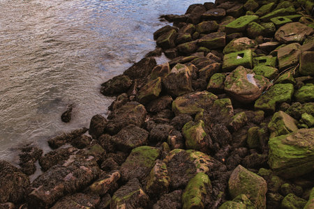Water meets mossy rocks in this close-up shot. Varied hues of brown and green dominate, showing an organic and slightly decaying landscape.の写真素材