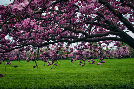 A close-up view of flowering trees with pink blossoms, framing a green lawn. Additional trees are in...