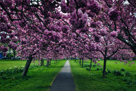 Path through park lined with flowering cherry trees. Pink blossoms create a canopy over green grass...