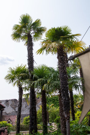 The image showcases several palm trees with green fronds against a bright sky, partially obscured by building elements and a tan sail.の写真素材