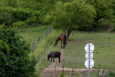 Two horses graze in a grassy field next to a fence. Green foliage covers the hillside in the background in Giverny, France.の写真素材