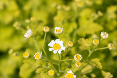 Close-up of daisy-like flowers with white petals and yellow centers, some in bloom, others as buds, against a soft green foliage background.の写真素材