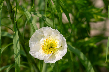 Close-up of a white poppy flower with a yellow center, surrounded by green leaves. Tiny insects are visible on the petals.の写真素材