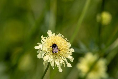A bumblebee sits atop a light yellow Scabiosa flower, set against a soft, out-of-focus green background.の写真素材