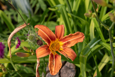 Close-up of an orange daylily with yellow center, surrounded by green leaves and other wildflowers, in a garden setting.の写真素材