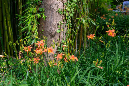 Close-up of orange daylilies in front of a tree trunk and bamboo stalks, with green foliage.の写真素材