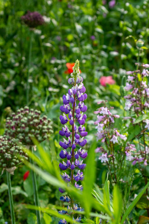 A close-up of a purple and white lupine flower, surrounded by various green plants and blurred flowers in a lush garden setting.の写真素材