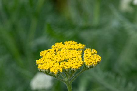 Close-up of a yellow Yarrow flower head with a tiny insect on the flower's top, against a blurry green background.の写真素材