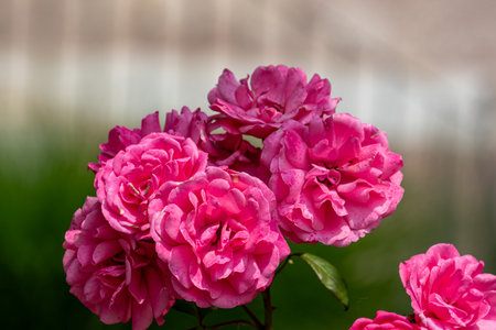 Close-up of a cluster of bright pink roses with ruffled petals, against a blurred background of green foliage and light-colored buildings.の写真素材