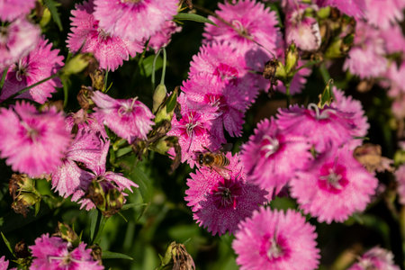 Close-up shot of pink dianthus flowers with a bee on one, set against a background of green foliage.の写真素材