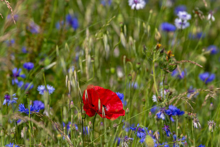 Field of wildflowers: a central red poppy surrounded by blue cornflowers and grasses in a green background.の写真素材