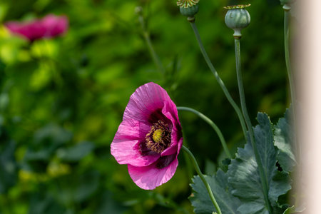 Close-up of a pink poppy flower with dark center and green seed pods, against a blurred green background.の写真素材