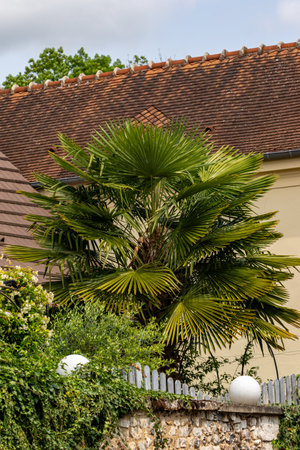 A palm tree stands prominently against a building with a tiled roof, framed by a stone wall and garden vegetation in Giverny, France.の写真素材