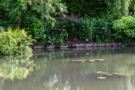 A tranquil pond reflects lush greenery, including various plants, shrubs, and trees along the bank. Lily pads float on the water's surface in Giverny, France.の写真素材