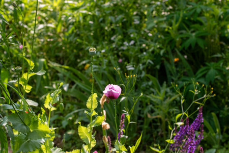 A close-up of a garden with a pink poppy, green foliage, and purple flowers. The background is blurred, emphasizing the foreground elements.の写真素材