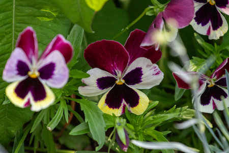 Close-up of several pansy flowers in bloom with various colors, surrounded by green leaves.