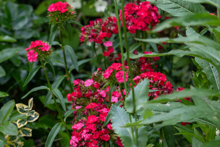 Close-up of red dianthus flowers and green foliage in a garden setting. The composition is natural and focuses on a cluster of blooms.の写真素材