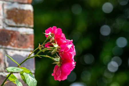 Close-up of vibrant pink roses beside a brick wall, set against a blurred green background with bokeh effects.の写真素材