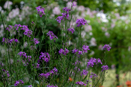 Close-up of purple dame's rocket flowers with green stems, with blurred background of foliage and pale pink blooms.の写真素材