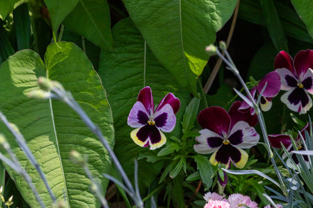 A close-up image showing pansy flowers with purple, white, and yellow petals among green foliage, including large leaves and thin stems.の写真素材