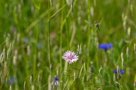 Close-up shot of a field with light pink and blue cornflowers, and unripe oat seedheads, amidst lush green foliage.の写真素材