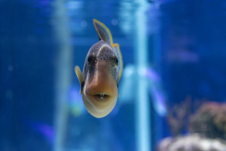 Close-up of a triggerfish swimming head-on in a blue aquarium, focusing on its distinctive features and markings.の写真素材