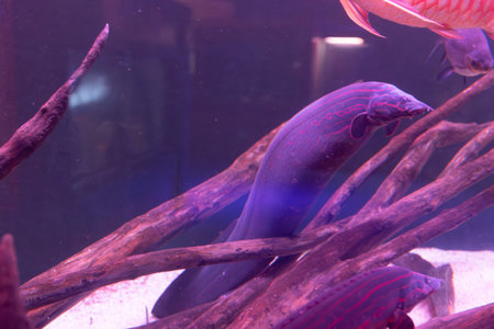 Freshwater fish, including an electric eel, swim amongst driftwood in an aquarium. Pink and blue lighting.の写真素材