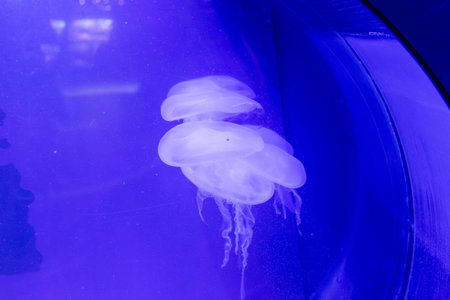 Several jellyfish float in blue-lit water. The jellyfish cluster is centrally located, with a dark blue structural element on the right.の写真素材
