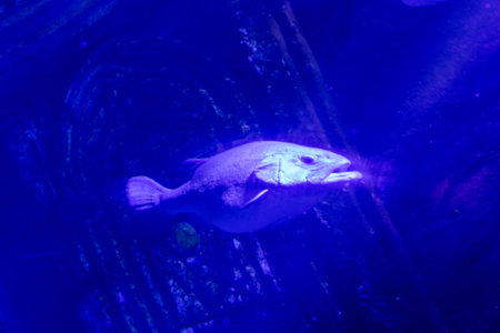 Fish swimming in dark blue water. The fish is centrally located, facing right. Dark background with some textured areas.の写真素材