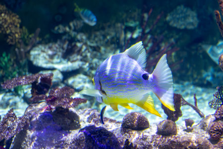 A blue and yellow fish swims in front of a rocky coral reef within an aquarium. The fish is centered and in sharp focus.の写真素材